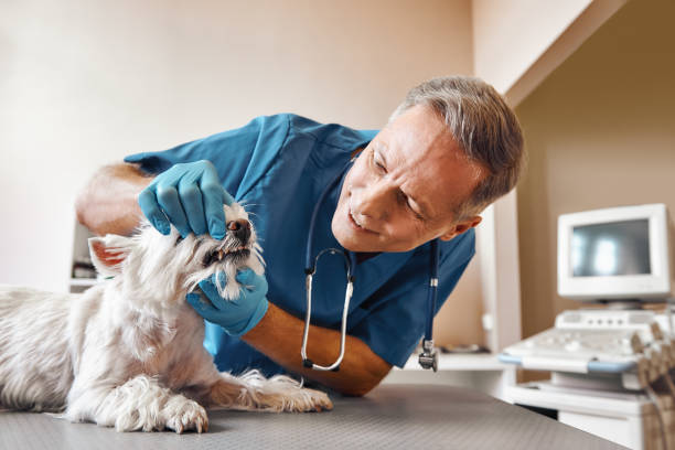 Best Dental Abscess Treatment in Cedville, AR